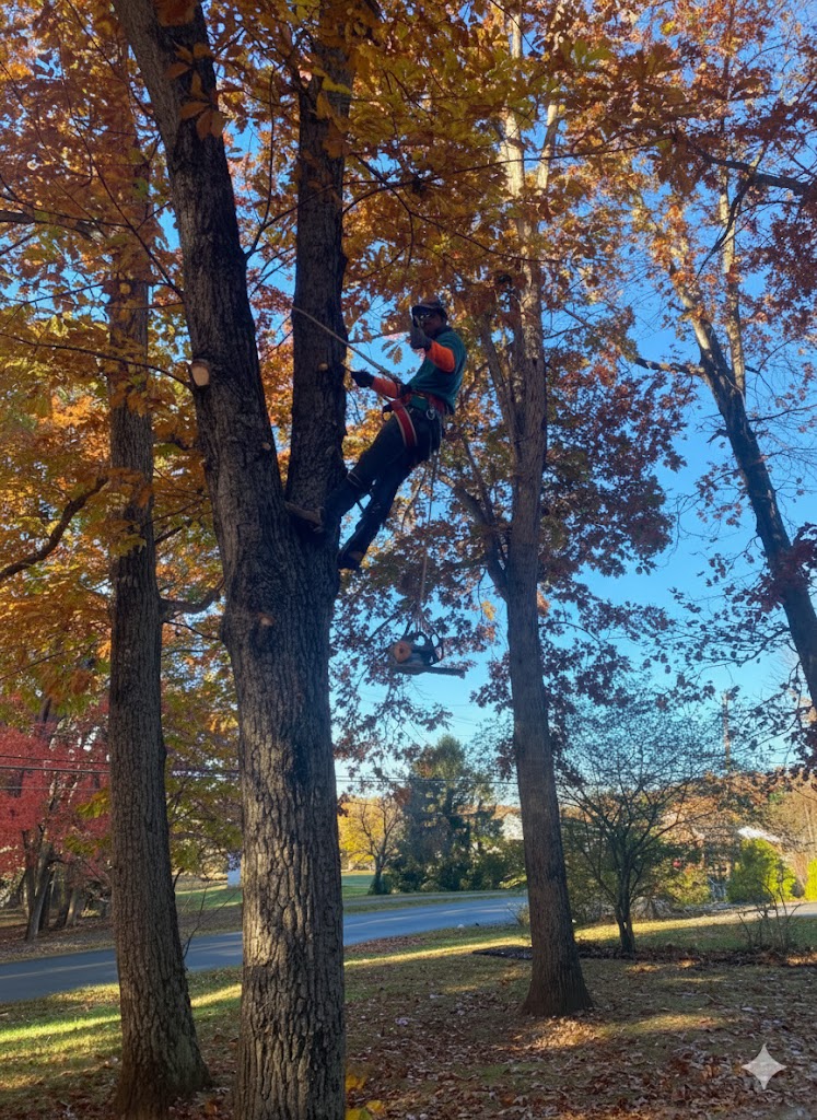 Home tree trimming