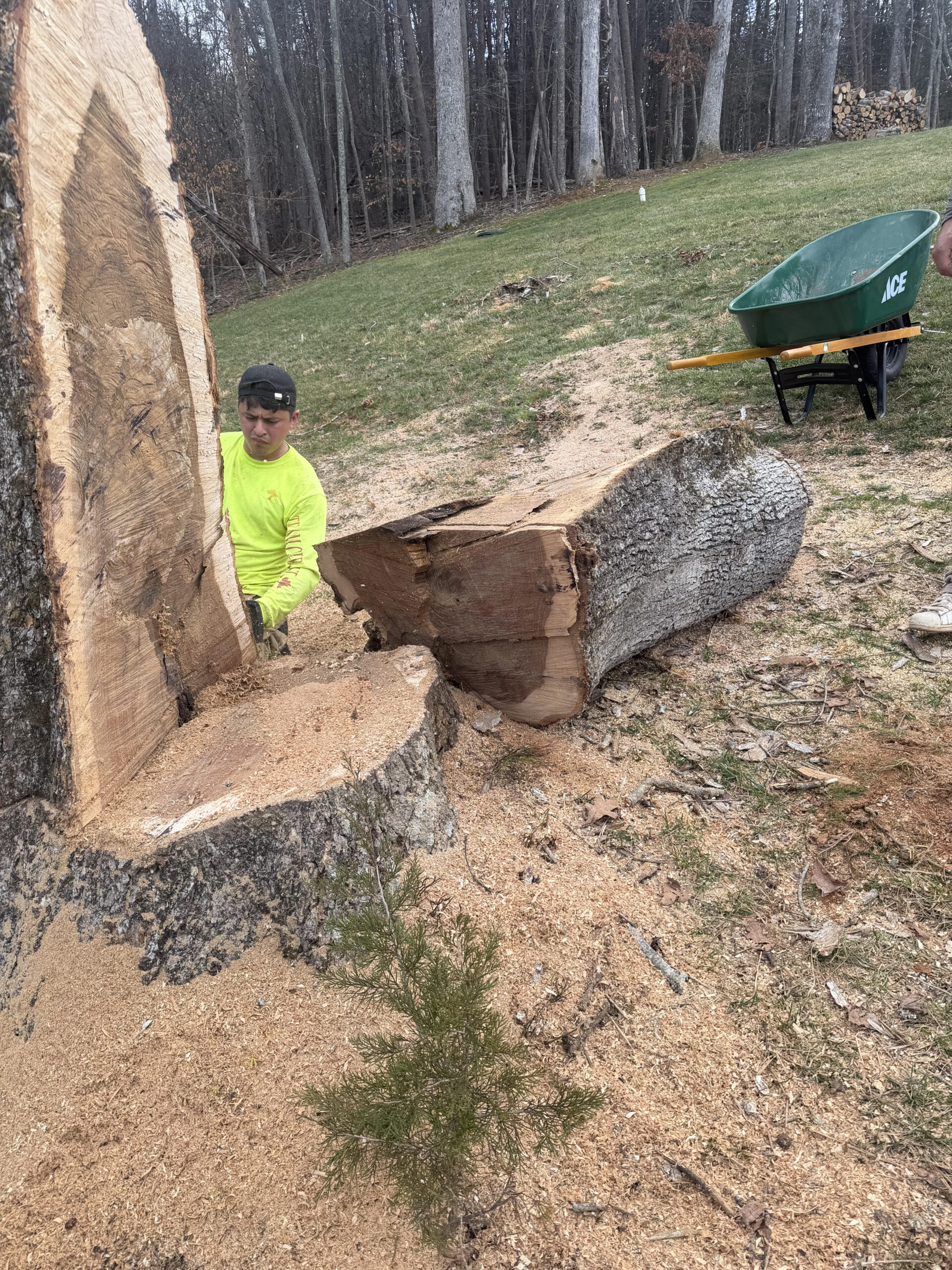 tree services moneta